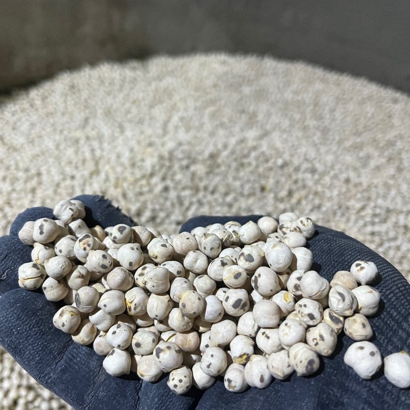 Köy Leblebisi - Fotoğraf 1